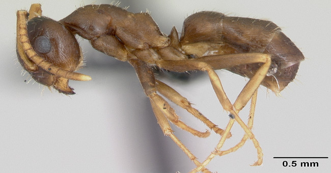 Ants kill the same species to prevent disease spread