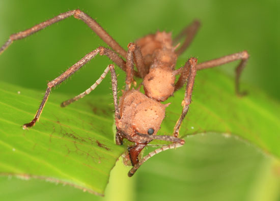 Ants know how to produce antibiotics