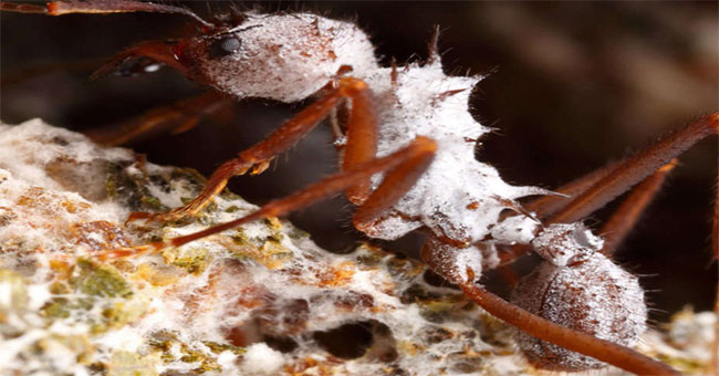Ants know how to use ... antibiotics before humans