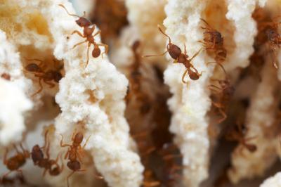Ants Mycocepurus smithii reproduce completely asexually