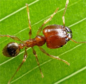 Ants often turn left when turning their heads