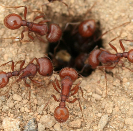 Ants smarter than people?