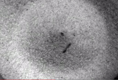 Ants use jaws to jump to escape the enemy