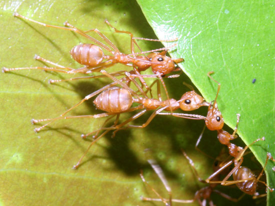 Ants will discover the aging process in humans