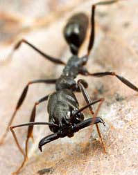 Ants with record bite speed