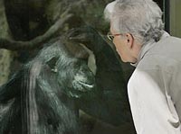 Antwerp Zoo: Do ​​not look at chimpanzee face