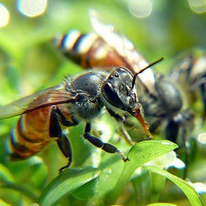 Any solution to the mysterious decline of bees
