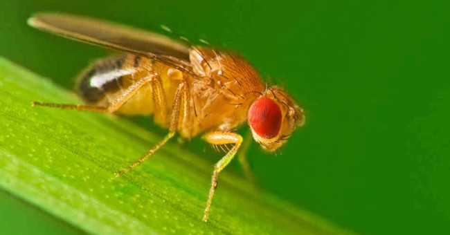 Apart from cockroaches, which creatures can lose their heads and still survive?