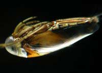 Aphids are also capable of diving like humans
