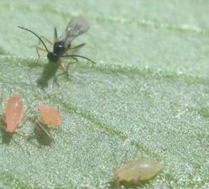 Aphids survive on infected bacteria