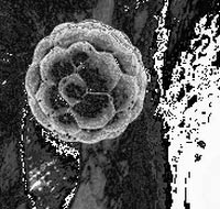Appearance can identify stem cells