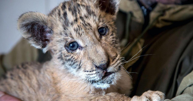 Appearance of extremely rare lion hybrids in Russia