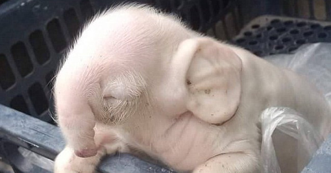 Appeared a mutated pig with a tap, an elephant-like ear