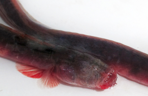 Appeared fish species red stripes, sharp teeth in China
