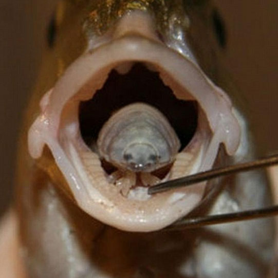Appeared monsters specializing in eating the victim's tongue
