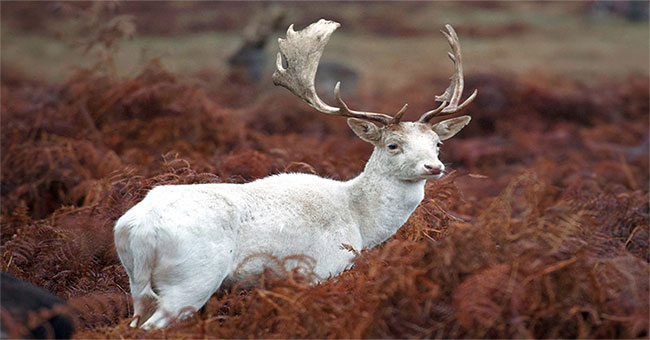 Appeared mythical white deer is extremely rare