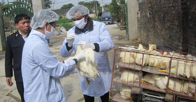 Appeared new outbreak of H5N1 bird flu in Quang Ninh province