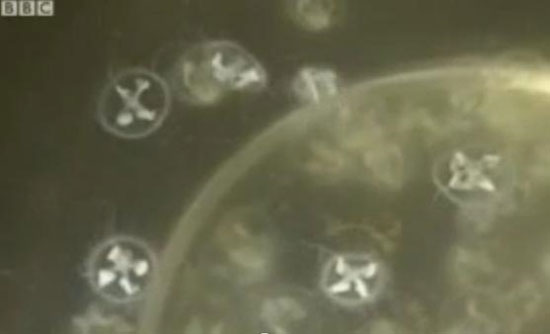 Appears of jellyfish
