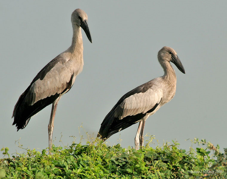 Appears rare and valuable heron flocks in Quang Tri