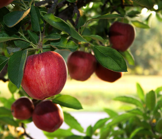 Apples help prolong life