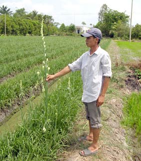 Application of biotechnology to create disease-free tuberose sources