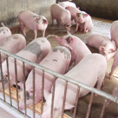 Application of eco-cushioning technology in animal husbandry