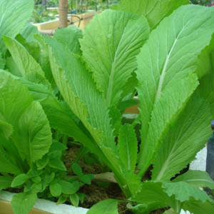 Application of genetically modified plants looking for explosives