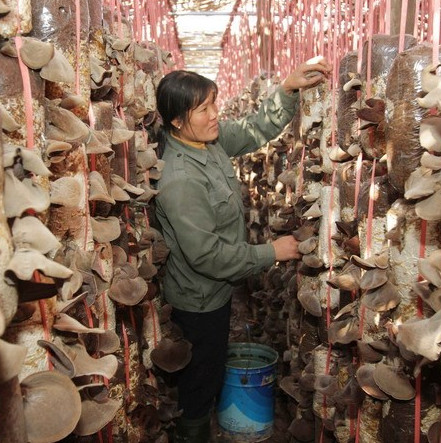 Application of mobile technology helps increase the productivity of mushroom cultivation by 30%