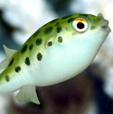 Application of poison in puffer fish for pain reliever