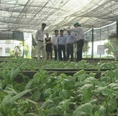 Application of science and technology in chrysanthemum production