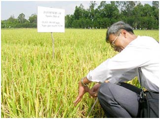 Application of SDS-PAGE protein electrophoresis technique to improve and improve the quality of rice varieties