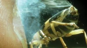 Application of spray technology from Bombardier Beetle beetles
