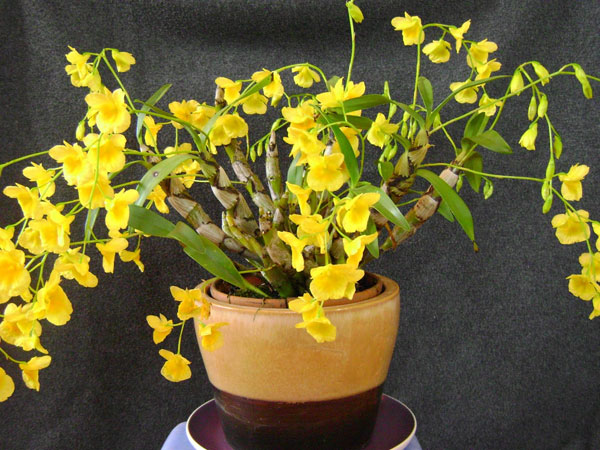 Application of tissue culture to preserve orchids of Kim Diep