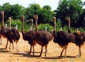 Applying IT in ostrich farming