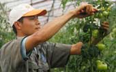 Applying mixed fertilizer for tomatoes