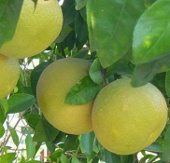Applying technology to preserve Doan Hung pomelo