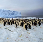 Approaching a population of 9,000 emperor penguins