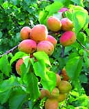 Apricot for heat healing