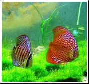 Aquarium fishes show off
