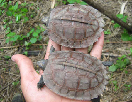 Arakan forest turtle was first discovered in the wild