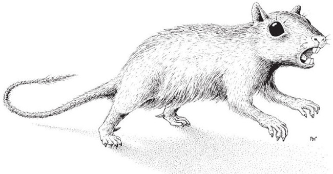 Archaeological discovery of venomous mammals on hind legs