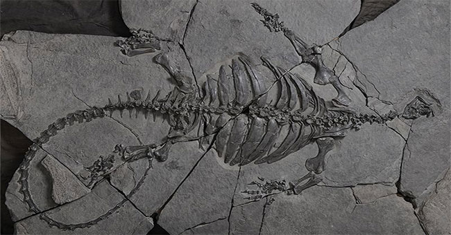 Archaeologists discovered the ancestral skeleton of a turtle