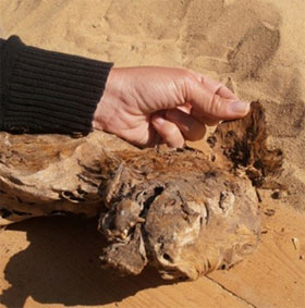 Archeology of mummified dog in ancient Egypt