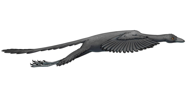 Archeopteryx dinosaurs fly like pheasants