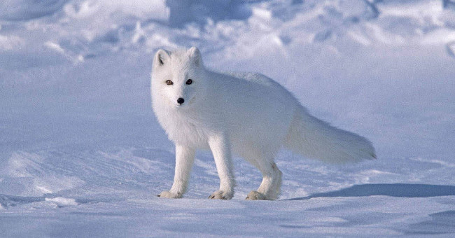 Arctic fox - beautiful animals eat their own feces