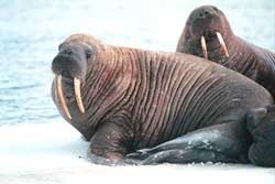 Arctic: Melting ice causes the walrus to die