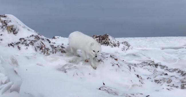 Arctic snow fox approaching the expedition