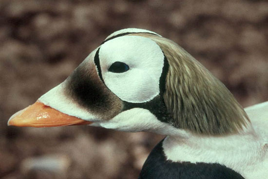 Arctic wildlife calls for help