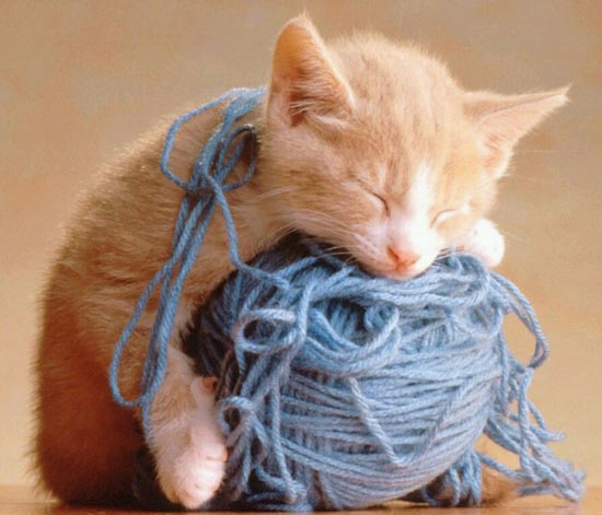 Are any animals not sleeping well?