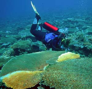 Are corals more complex than humans?